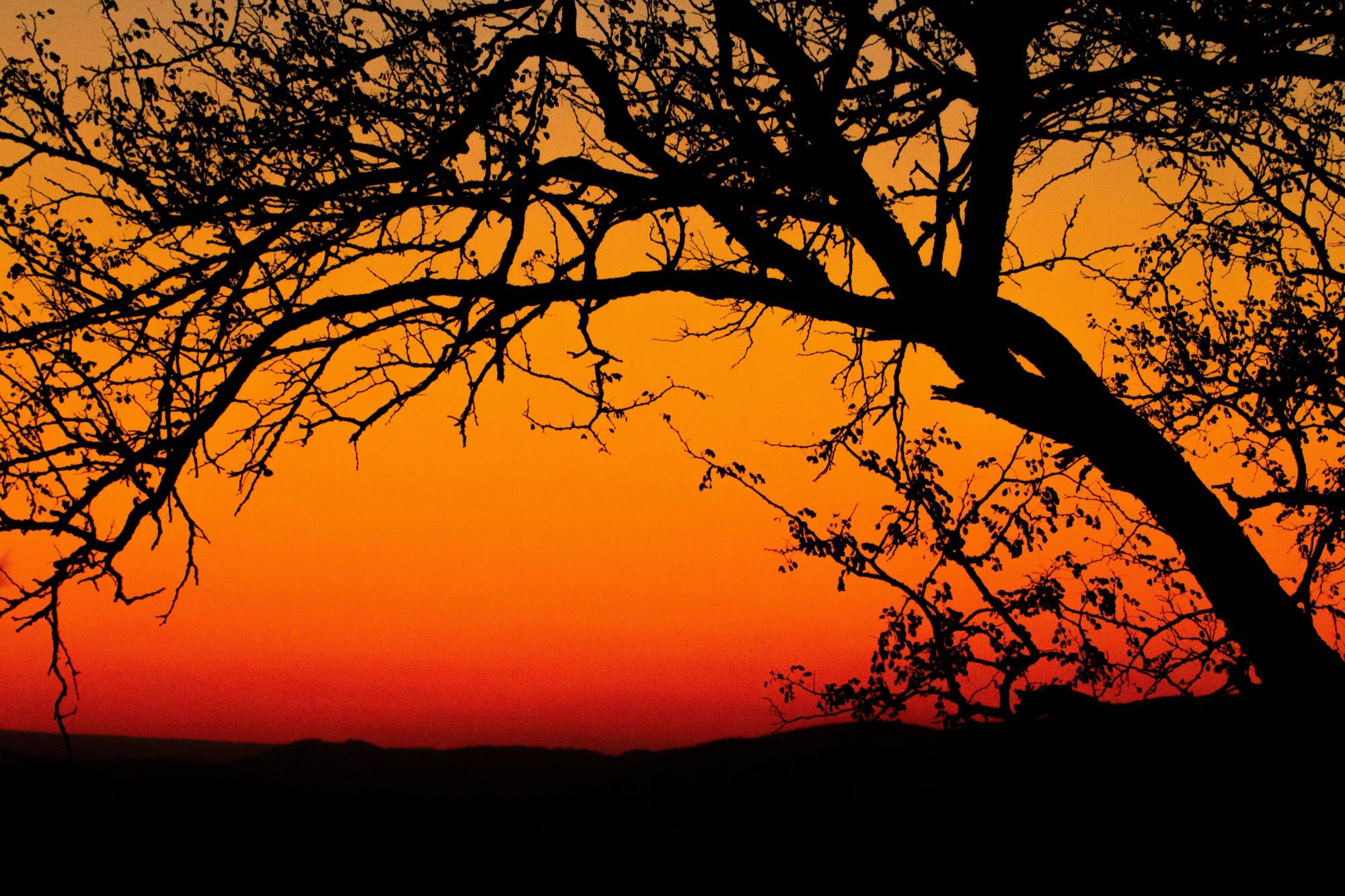 close up of a tree with sunset behind